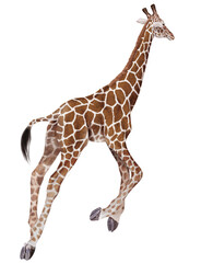 girafe, réticulée, galopant, animal, isolé, mammifère, blanc, cou, sauvage, faune, jardin zoologique, safari, haute, nature, brun, allongé, fond blanc, jeune, tête, debout, marchant, 