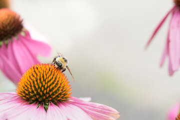 a honey bee sits on top of a echinacea flower with soft bokeh background