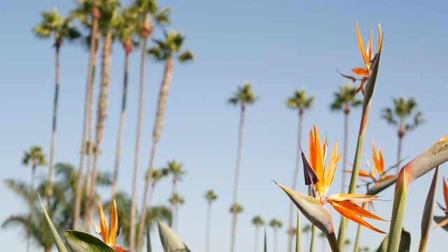 Palms in Los Angeles, California, USA. Summertime aesthetic of Santa Monica and Venice Beach on Pacific ocean. Strelitzia bird of paradise flower. Atmosphere of Beverly Hills in Hollywood. LA vibes.