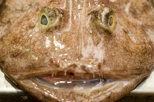 Horizontal closeup of head of ugly edible Monkfish, frog-fish, or sea-devil fish in a Spanish seafood market