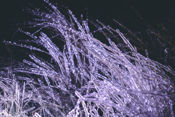 a branch covered with a crust of ice with neon lighting. ice garland