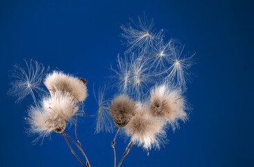 picture of a dandelion flower against the sky