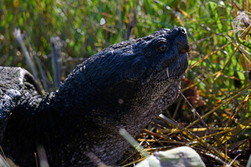 Closeup Common Snapping Turtle Profile