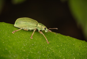 Green Leaf Weevil (Phyllobius maculicornis)