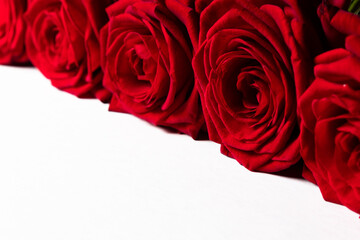Red roses isolated on white (selective focus). Copy space.