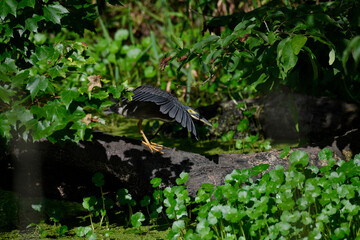 Green Heron Stretching its Wings