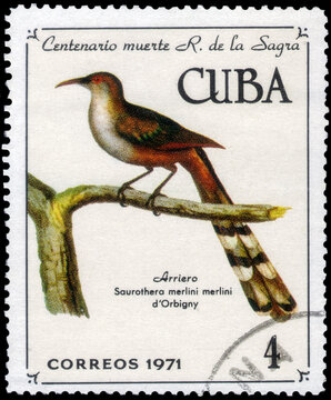 Postage stamp issued in the Cuba with the image of the Cuban Lizard-cuckoo, Coccyzus merlini. From the series on 100th anniversary of death of R. de La Sagra,  1971