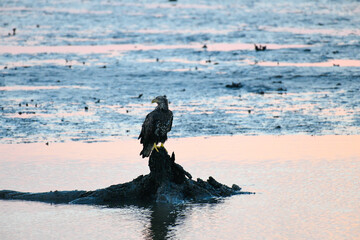 Fototapeta premium Bald Eagle on Driftwood in the Sunrise Shallows