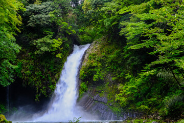 静岡県伊豆の浄蓮の滝