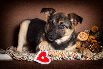 new year puppy mongrel looking