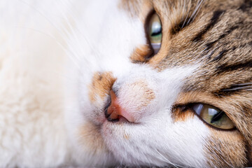 Pet animal; cute cat nose