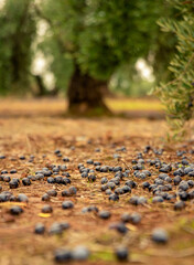 ripe olives on the ground next to the olive tree