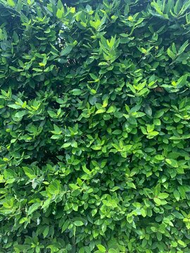 Privet Hedge Texture