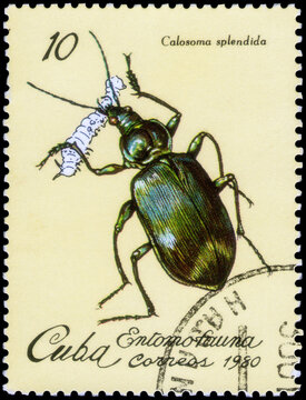 Postage stamp issued in the Cuba with the image of the Calosoma Beetle, Calosoma splendida. From the series on Insects of Cuba,  1980