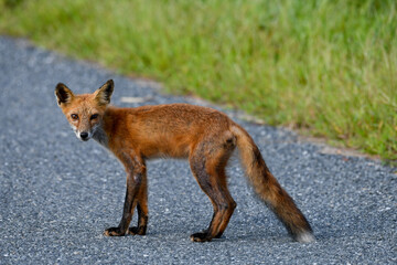 Standing Roadside Red Fox