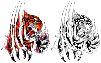 Closeup claw of an evil tiger tearing flesh. Vector drawing in tattoo style.