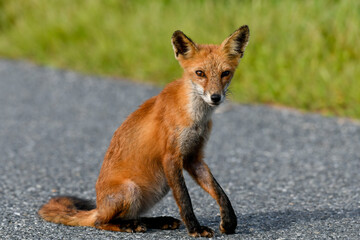 Naklejka na ściany i meble Sitting Roadside Red Fox