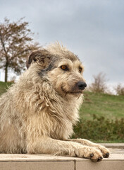 Alone homeless shaggy dog with a piercing eyes.
