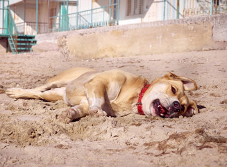 Active dog playing on the beach