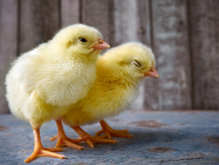 Little yellow cute baby chicks.
