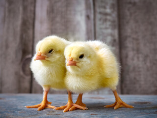 Little yellow cute baby chicks.