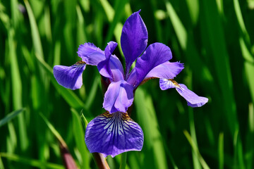 Blaue Schwertlilie (Großaufnahme) © Anton Faustmann