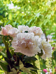 Bouquet of peonies in a vase on a windowsill.