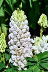 Weiße Lupinen (Nahaufnahme)