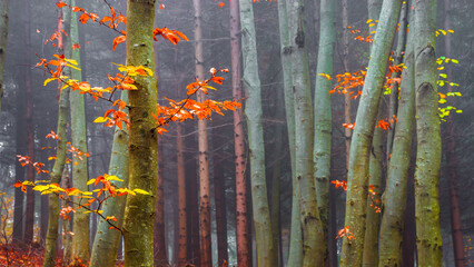 Beautiful colorful autumn forest, in cold foggy morning