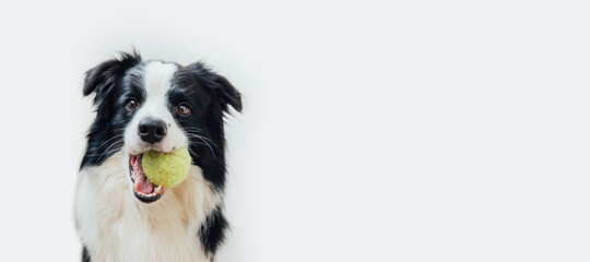 Funny portrait cute puppy dog border collie holding toy ball in mouth isolated on white background. Purebred pet dog with tennis ball playing with owner. Pet activity concept. Copy space, banner