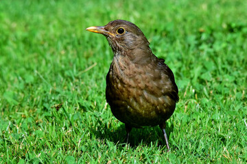 Ein Amselweibchen in der grünen Wiese (Großaufnahme)