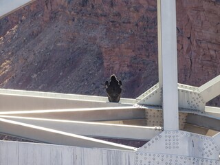 California condor resting on the Navajo Bridge