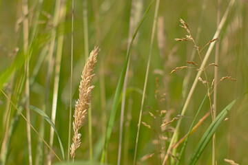 Flowering grass halm close-up prairie, poaceae