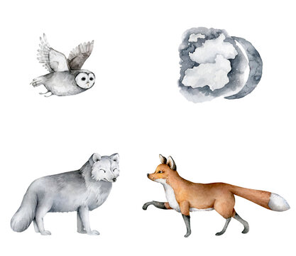Forest animals set. White wolf, owl anf fox Hand drawn watercolor wildlife isolated illustrations on white background. © Anna Terleeva
