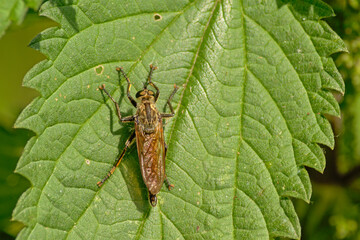 Yellow dung fly on a nettle leaf - Scathophaga stercoraria