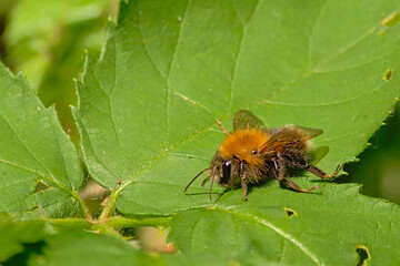 Tree bumble bee sitting on a green leaf, selective focus - Bombus hypnorum
