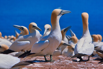 Largest single colony of northern gannets in the world on bonaventure island near Perce Quebec,...