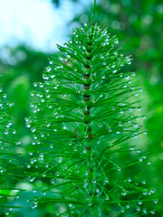Skrzyp leśny (Equisetum sylvaticum L.) pokryty kroplami rosy w porannym świetle  © JDziedzic