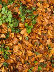 autumn leaves background