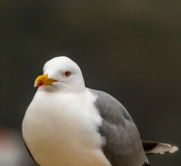 seabird