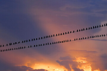 A flock of birds sitting on power line during fiery twilight sky 