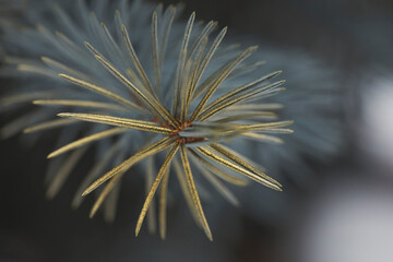 The branches of the trees are covered with gold powder before Christmas. Beautiful natural background.