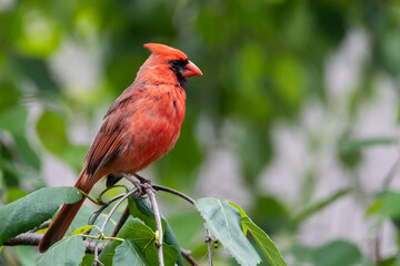 Male Northern Cardinal Displaying Breeding Colours
