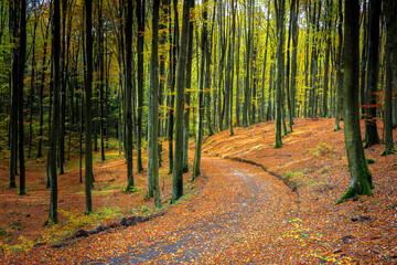 autumn in the beech forest