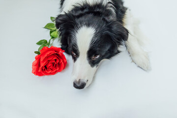 St. Valentine's Day concept. Funny portrait cute puppy dog border collie lying down with red rose flower isolated on white background. Lovely dog in love on valentines day gives gift.