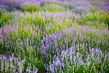 Fototapeta na wymiar bright lavender bushes