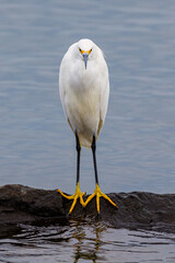 snowy egret on rock
