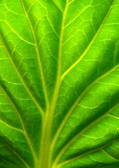 green leaf texture