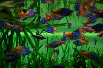 Boeseman's rainbowfish - Melanotaenia boesemani. Fish in the aquarium. Fish under water. 
Blur.