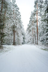 Snow covered road in the forest. Beautiful winter forest landscape.